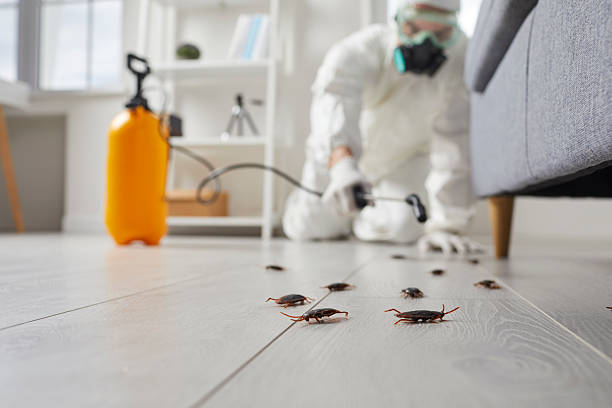 Post-Treatment Bed Bug Interceptor Monitoring in Stevensville